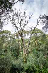 dry tree in forest