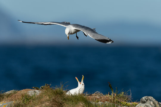 Common Gull Flying Over Another Gull