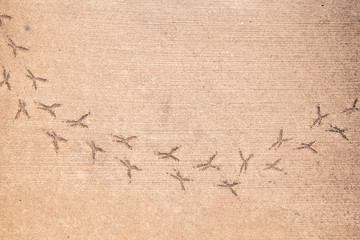 Bird Footprints