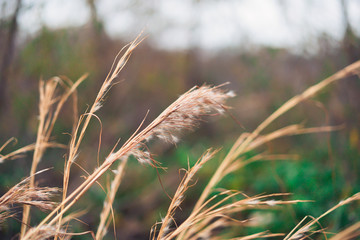 Moody Plants and Grain