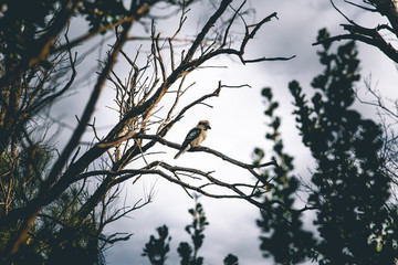 Kookaburra in Tree