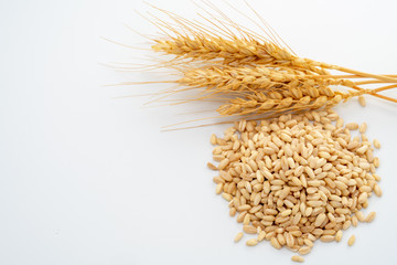 wheat spike and grains
