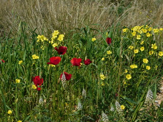 White mignonettes or reseda alba, red common poppies or papaver rhoeas, and Bermuda buttercup or oxalis pes-caprae, wild plants in a field, Attica, Greece