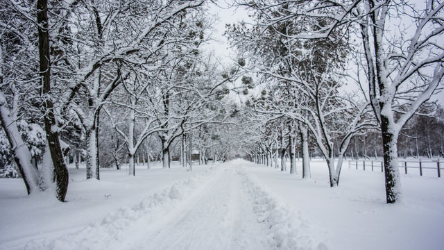 Snowfall in park, Kyiv, Ukraine. Beautiful landscape. Winter farest