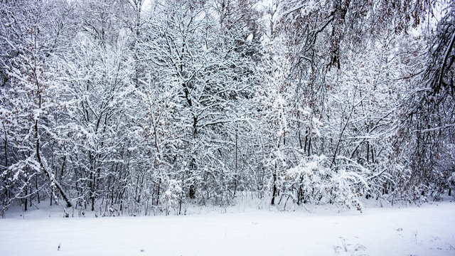 Snowfall in park, Kyiv, Ukraine. Beautiful landscape. Winter farest