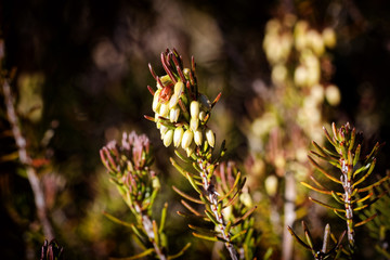 Makro Foto einer blühenden Heide in den Alpen