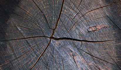 Fototapeta premium TEXTURA DE GRIETAS EN CORTEZA DE ÁRBOL