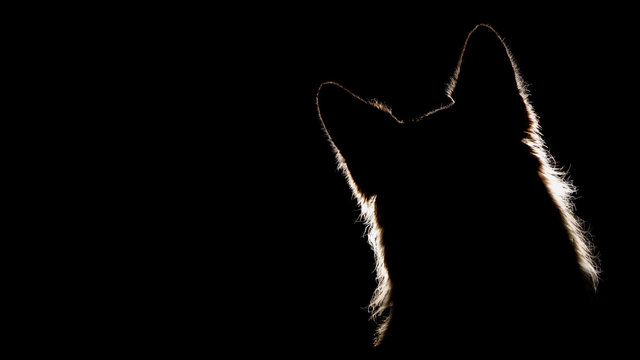 German Shepherd Silhouette Head Tilt