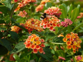 Lantana camara flowers and a bumble bee or bombus terrestris in Attica,Greece