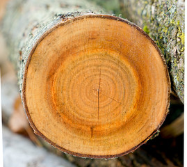 Cut tree trunk outside in nature. Sustainability concept showing deforestation. End grain of tree...