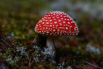 fly agaric mushroom