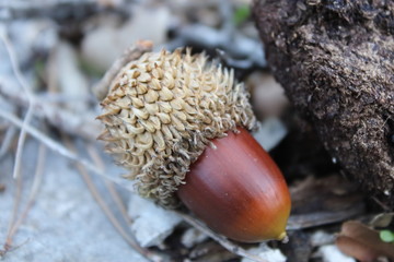 Acorn