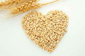 wheat spike and grains
