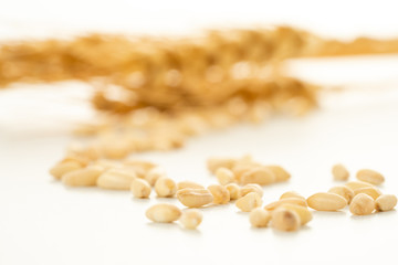 wheat spike and grains
