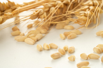 wheat spike and grains
