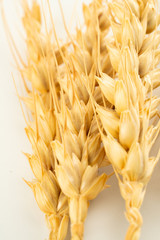 wheat spike and grains
