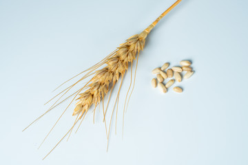 wheat spike and grains

