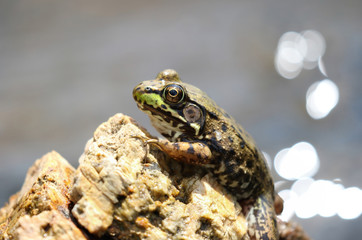 frog on a rock