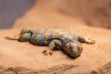 Ornate spiny tailed lizard, Uromastyx ornata, resting on a rock