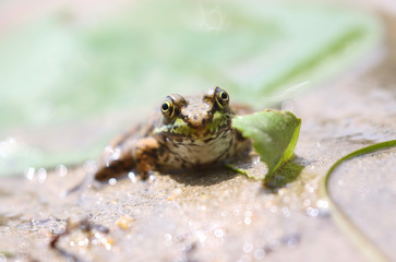 frog on a beach during summer