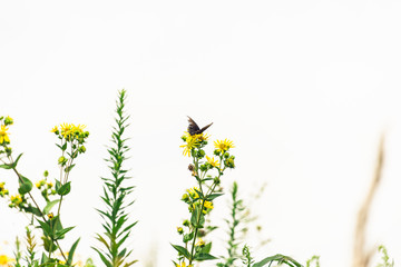 black swallowtail butterfly on sunflowers against a white sky. Space for text. 