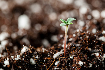 growing marijuana indoors