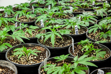 growing marijuana indoors