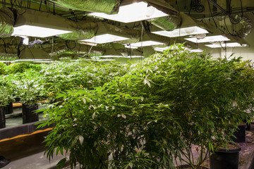 growing marijuana indoors
