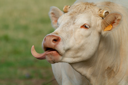 Portrait de vache charolaise tirant la langue