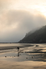 Känguru am Strand