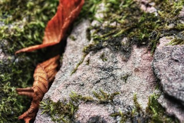 dried leaves