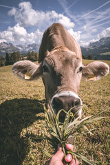 Cow in moutains eat grass