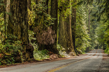 Im Prairie Creek Redwoods State Park Kalifornien USA
