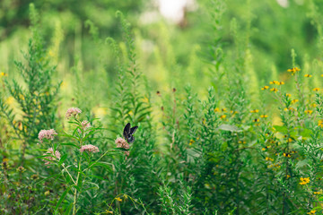 black swallowtail butterfly on milkweed flowers. 