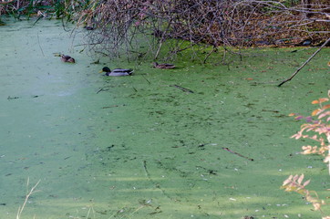 Autumn in South Park in Sofia Bulgaria