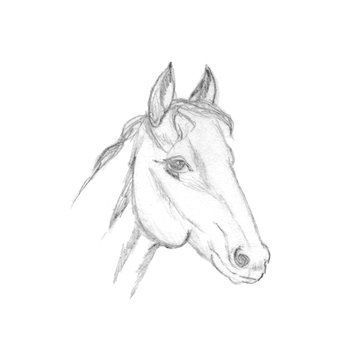 Horse head profile sketch. Pencil drawing isolated on white background. Animal portrait graphics. Hand drawn Image of stallion.