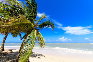 Cayo Levantado: Antillen, Karibik, Ferien, Tourismus, Sommer, Sonne, Strand, Auszeit, Meer, Glück, Entspannung, Meditation, Palmen, Himmel, Wolken: Traumurlaub an einem einsamen, karibischen Strand :)