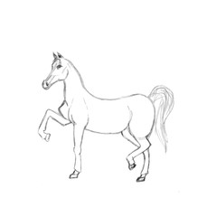 Fototapeta na wymiar Graphic illustration of horse. Pencil sketch of stallion isolated on white background. Hand drawn artwork. Horse walking gracefully in slow gait or standing with half lifted hoof.