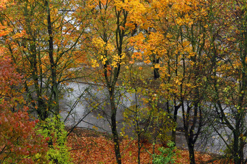 Fototapeta premium autumn in the park