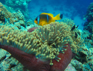 Naklejka na ściany i meble Small yellow blue nemo fish underwater in sea ocean water in coral reef and actinia sea flower in blue world marine wildlife, travel nature beauty exploration in diving trip,adventures recreation dive
