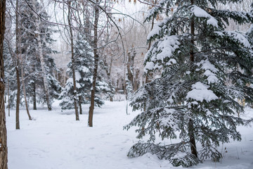 beautifull wide pine and birch tree forest covered in snow b