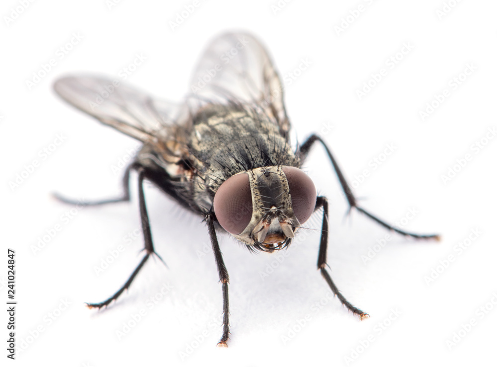 Sticker fly isolated on a white