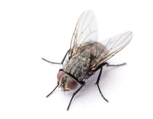 fly isolated on a white