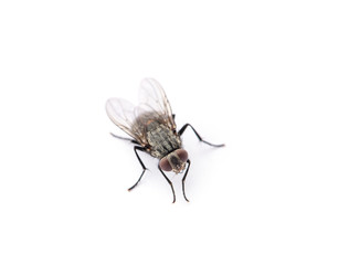 fly isolated on a white