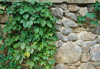 The green ivy on a stone wall, a beautiful background