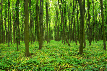 Fototapeta premium forest green