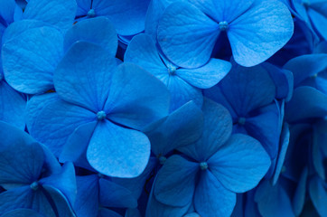 Blue Hydrangea background. Hortensia flowers surface.