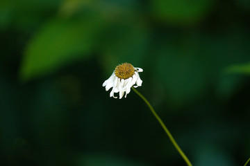 Marguerite fanée .