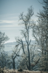 Obraz na płótnie Canvas Winter landscape with frozen trees on the meadow