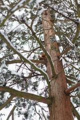 Cute red squirrel sitting on tree trunk in winter forest.